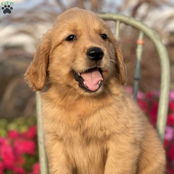 Racer, Golden Retriever Puppy