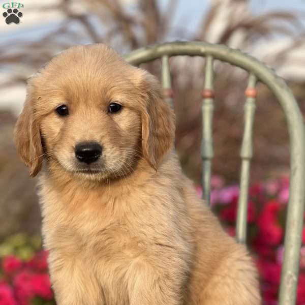 Reid, Golden Retriever Puppy