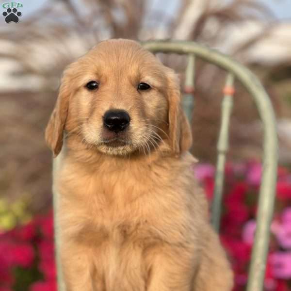 Rusty, Golden Retriever Puppy