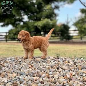 River F1B, Mini Goldendoodle Puppy