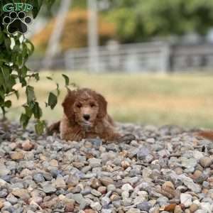 Tao, Mini Goldendoodle Puppy