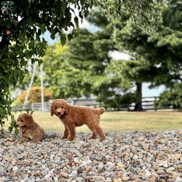 Bowen, Mini Goldendoodle Puppy