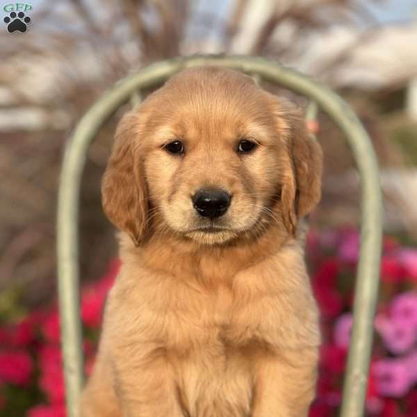 Ryan, Golden Retriever Puppy