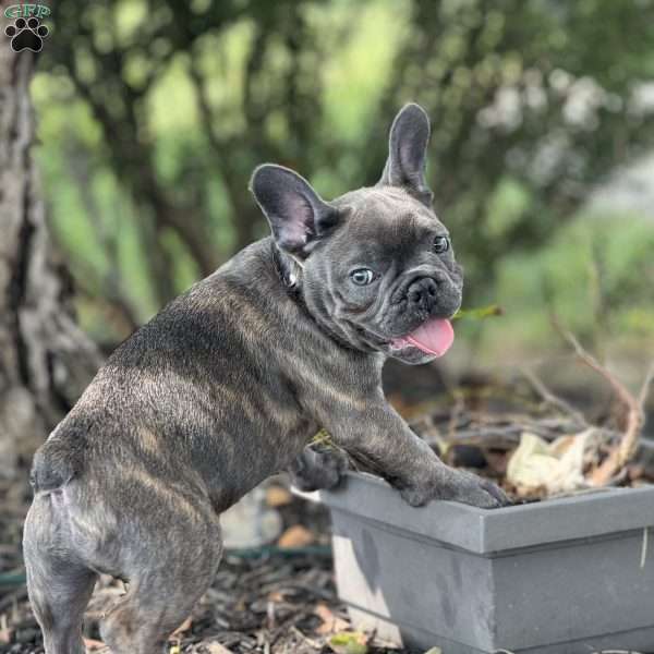 Toni, French Bulldog Puppy