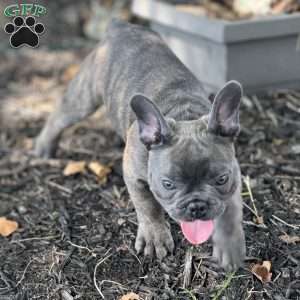 Toni, French Bulldog Puppy