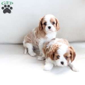 Mabel, Cavalier King Charles Spaniel Puppy