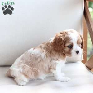 Mabel, Cavalier King Charles Spaniel Puppy