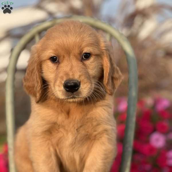 Ron, Golden Retriever Puppy