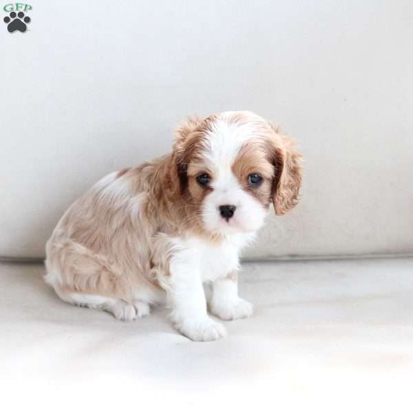 Mabel, Cavalier King Charles Spaniel Puppy