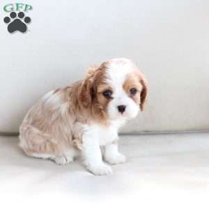 Mabel, Cavalier King Charles Spaniel Puppy