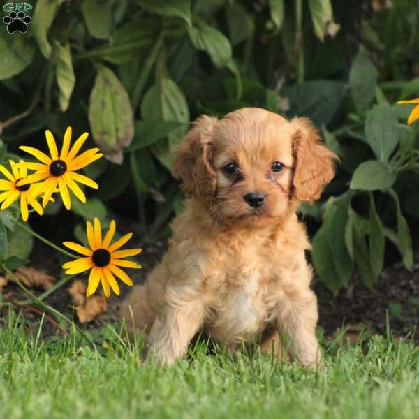 Hali, Cavapoo Puppy