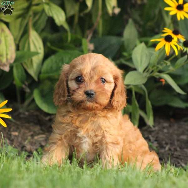 Happy, Cavapoo Puppy