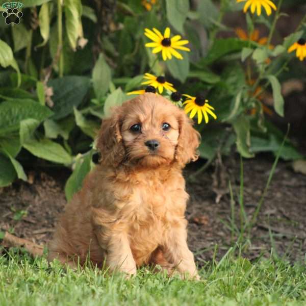 Hanna, Cavapoo Puppy