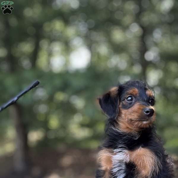 Bella, Yorkie Mix Puppy