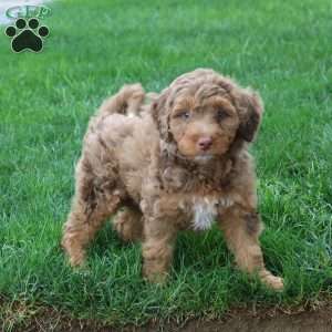 Abby, Mini Bernedoodle Puppy