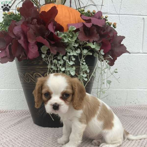 Bonnie, Cavalier King Charles Spaniel Puppy