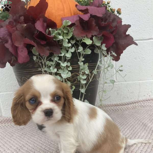 Brooklyn, Cavalier King Charles Spaniel Puppy