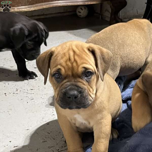 Capybara, African Boerboel Puppy