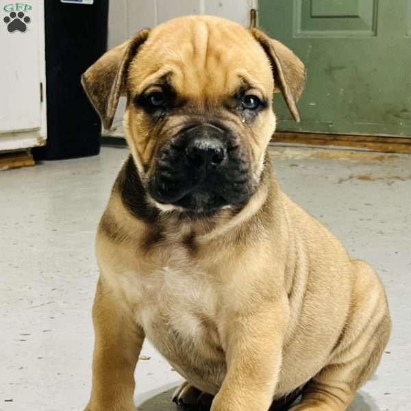 Junior, African Boerboel Puppy