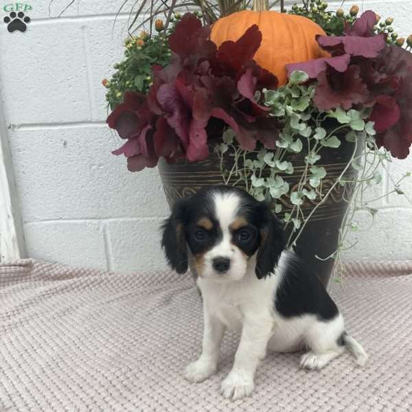 Bella, Cavalier King Charles Spaniel Puppy