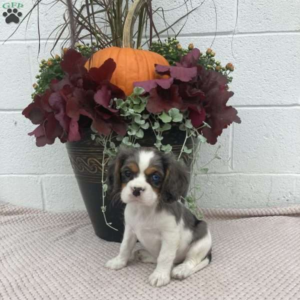 Britni, Cavalier King Charles Spaniel Puppy