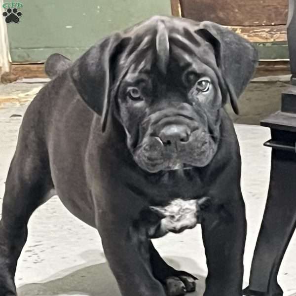 Lilo, African Boerboel Puppy