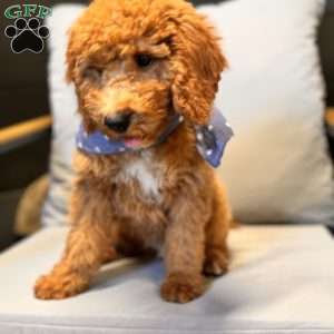 Tao, Mini Goldendoodle Puppy