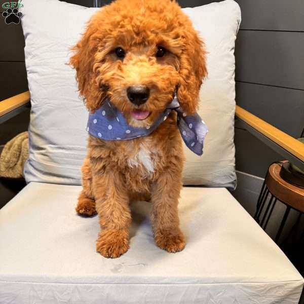 Tao, Mini Goldendoodle Puppy