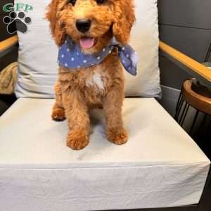 Tao, Mini Goldendoodle Puppy