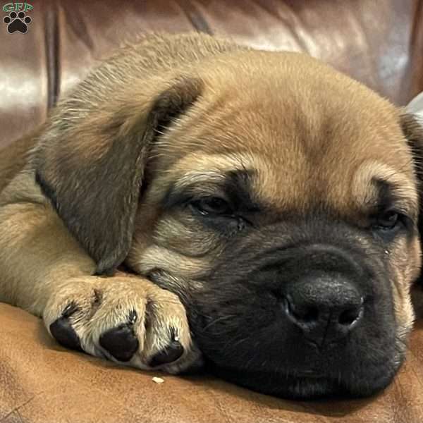 Marley, African Boerboel Puppy