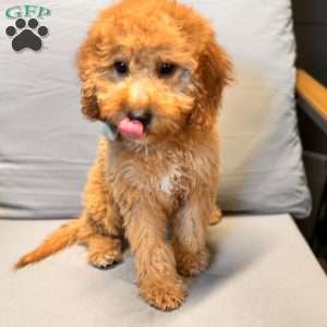 River F1B, Mini Goldendoodle Puppy