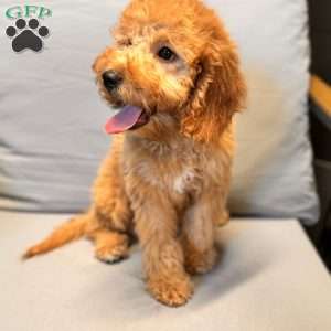 River F1B, Mini Goldendoodle Puppy