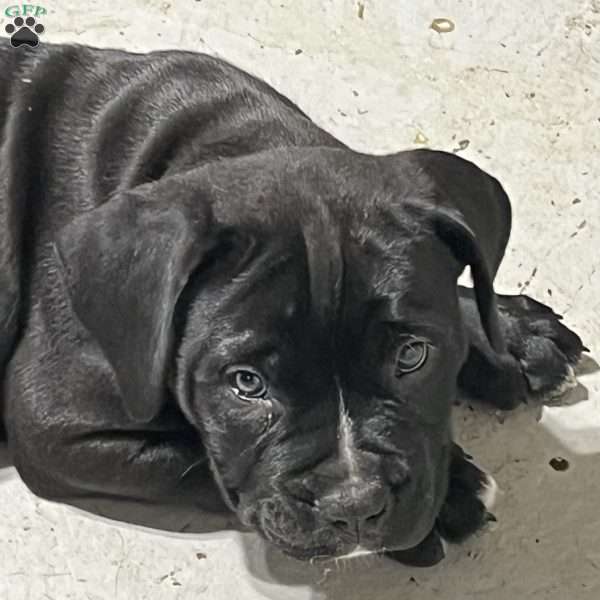 Stripe, African Boerboel Puppy