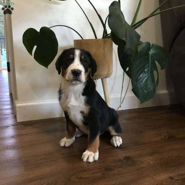 Max, Greater Swiss Mountain Dog Puppy