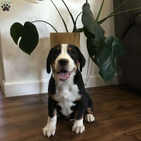 Beau, Greater Swiss Mountain Dog Puppy