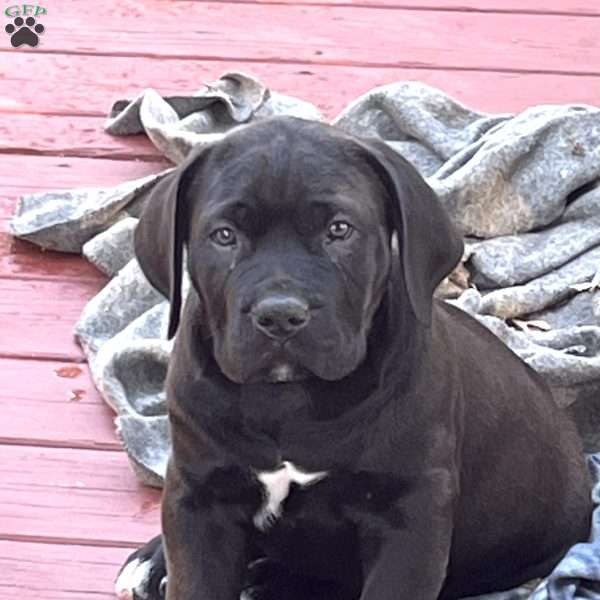 Buck, African Boerboel Puppy