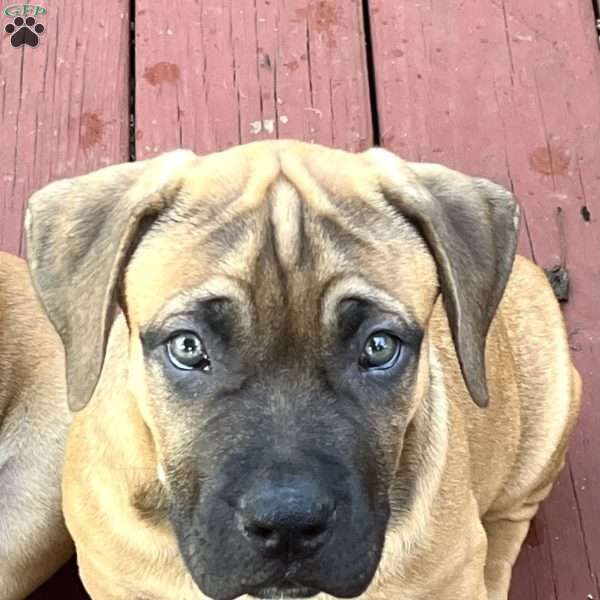 Monty, African Boerboel Puppy