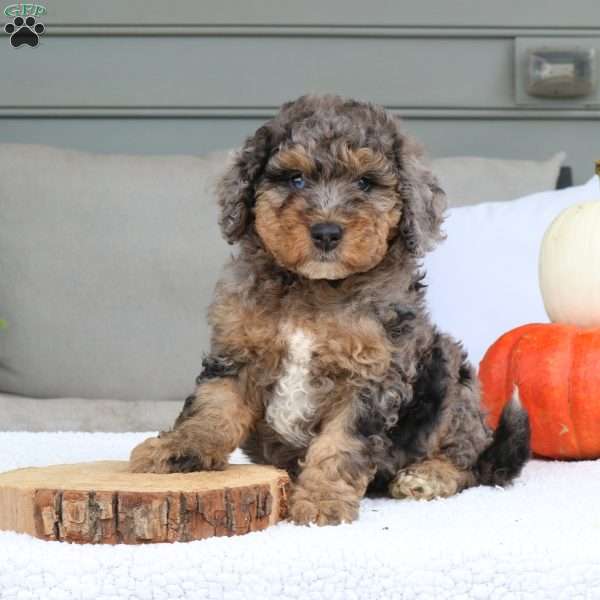 Apollo, Mini Bernedoodle Puppy