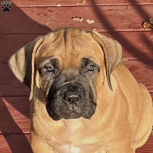 Miss Piggy, African Boerboel Puppy