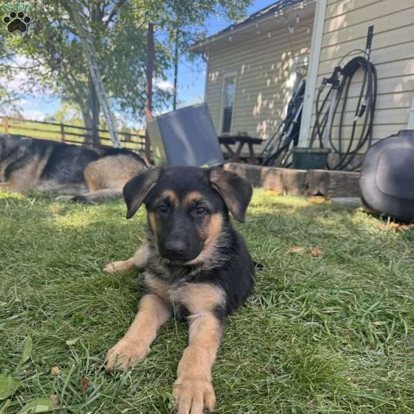 Kelce, German Shepherd Puppy