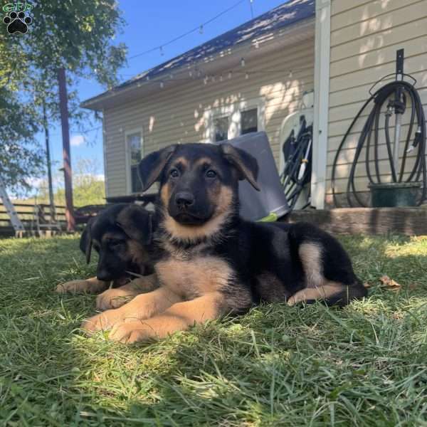 Peyton, German Shepherd Puppy