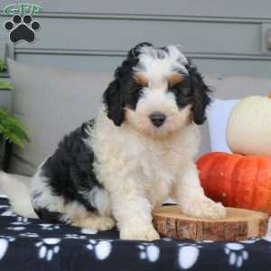 Alex, Mini Bernedoodle Puppy