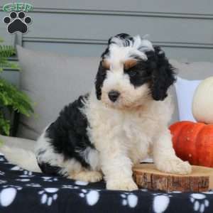 Alex, Mini Bernedoodle Puppy