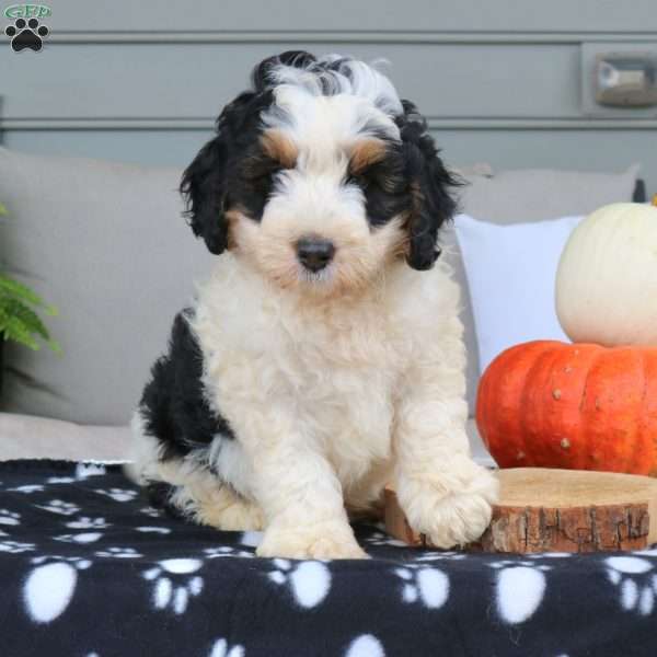 Alex, Mini Bernedoodle Puppy