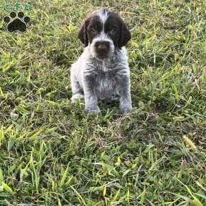 Auggie, Wirehaired Pointing Griffon Puppy