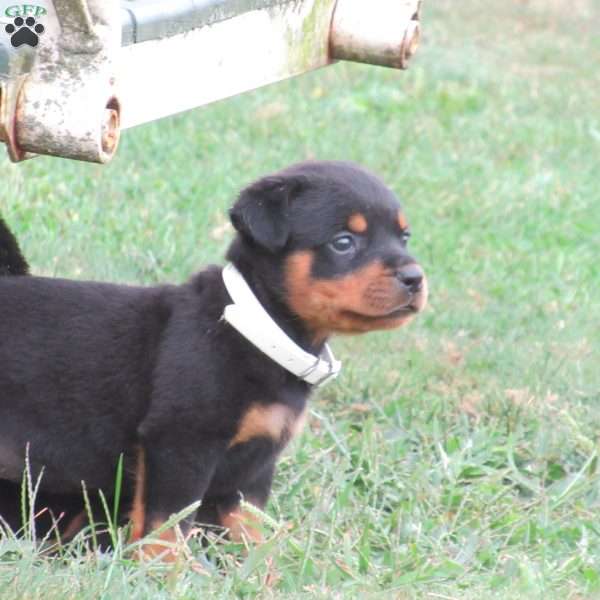 Marshmallow, Rottweiler Puppy