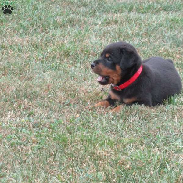 Cherry, Rottweiler Puppy