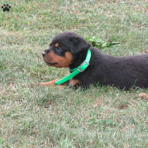 Willow, Rottweiler Puppy