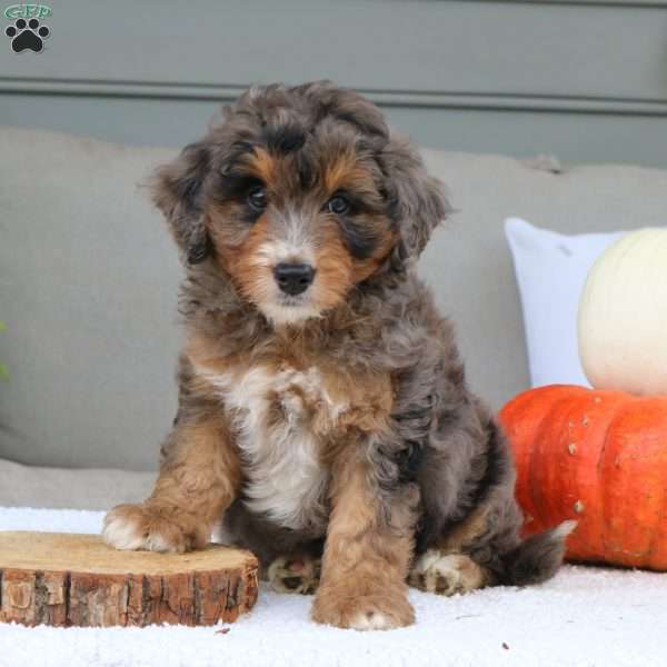 Arlo, Mini Bernedoodle Puppy