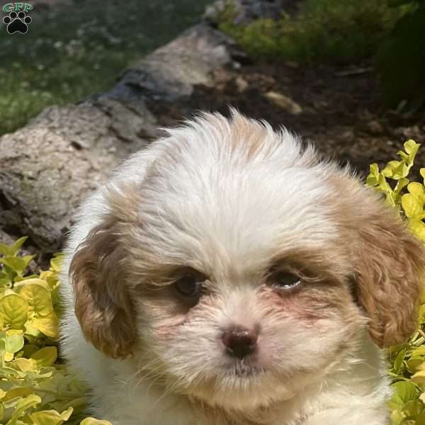 Lola, Cava-Tzu Puppy